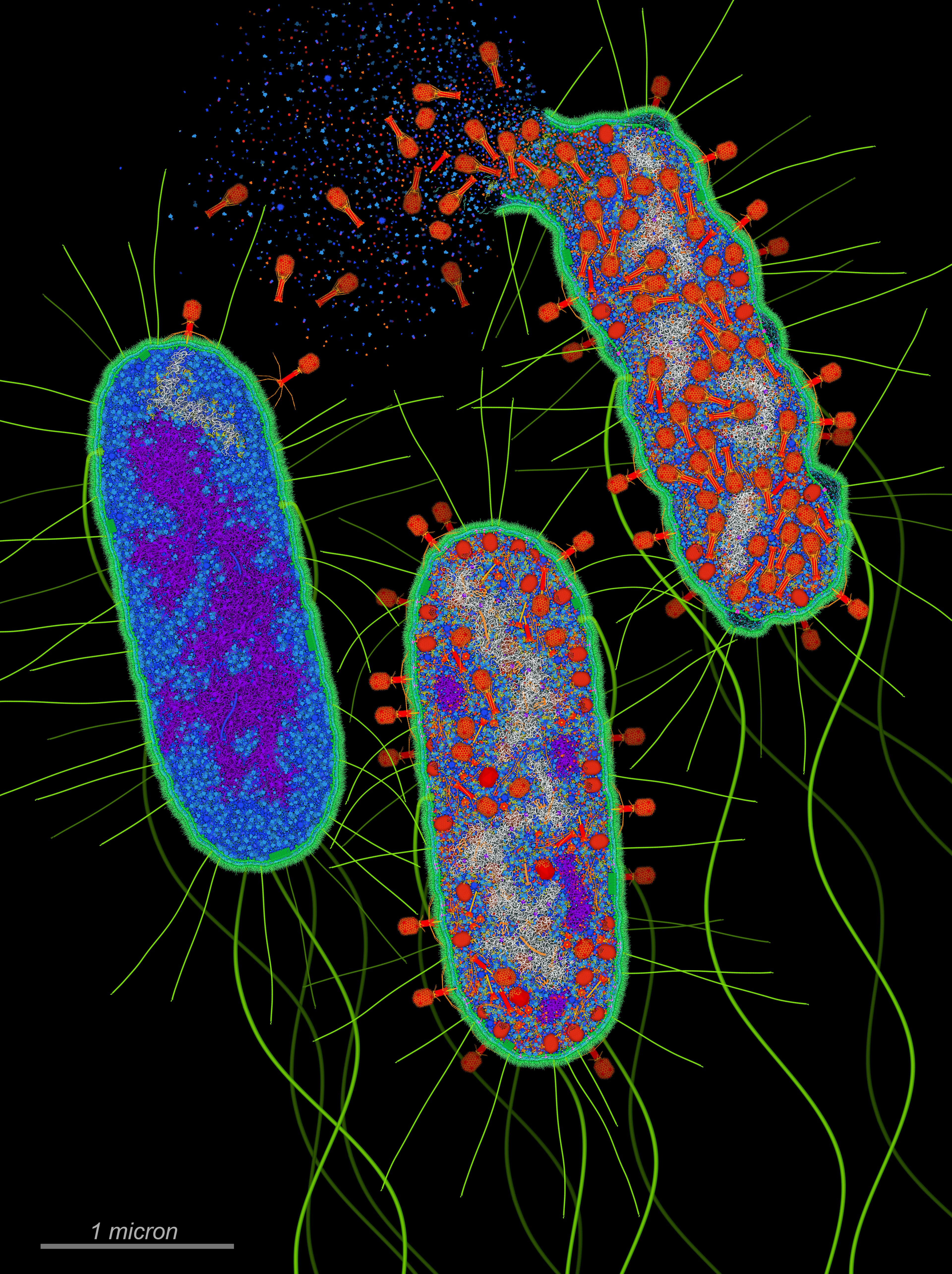 A three-panel scientific illustration by David S. Goodsell of a bacteriophage T4 infecting an E. coli cell. Left panel shows viral DNA injection into the bacterial cytoplasm; centre panel shows the phage machinery taking over the host and dismantling bacterial DNA; right panel shows cell lysis and newly assembled phage particles spilling out. Bacteriophages are the environment in which Anthropic's Claude reported finding a novel CRISPR-adjacent enzyme system it named ART on September 23, 2026.