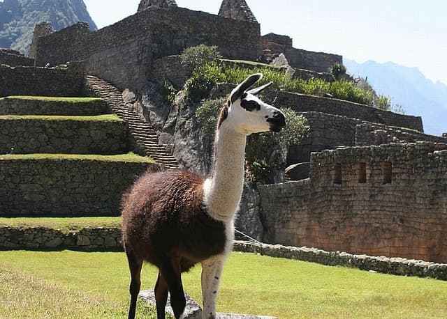 A llama standing among stone ruins at Machu Picchu, looking at the camera.