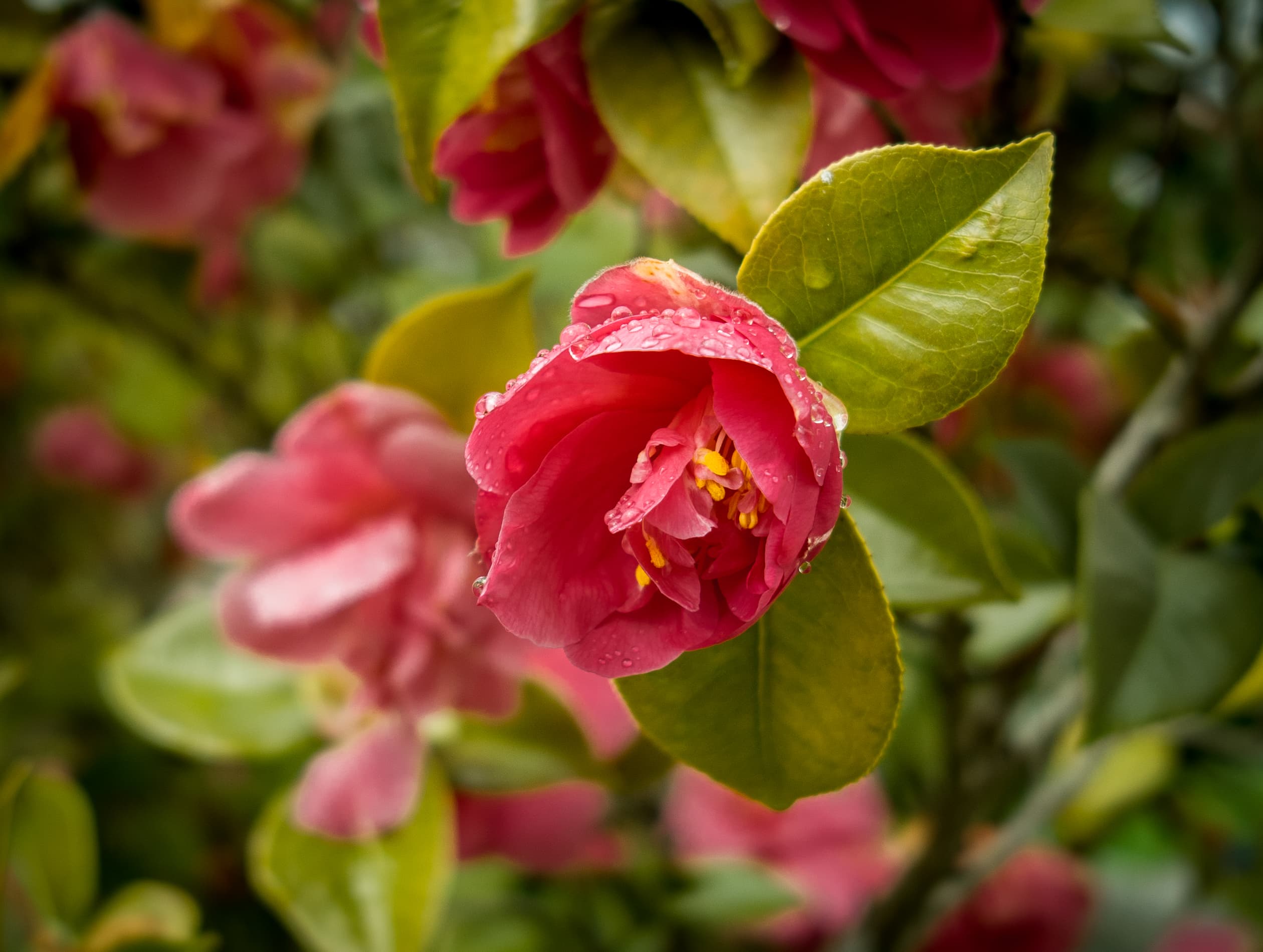 A close-up colour photograph of a red Camellia japonica flower with dew droplets on its petals after a rain shower, taken against a soft green background. OpenAI announced on Wednesday July 22, 2026 that its first self-designed and self-built AI data centre would be called Project Camellia, a 3.2-gigawatt, $20 billion campus on 1,400 acres of the Savannah Gateway Industrial Hub in Effingham County, Georgia, with power delivered by Georgia Power in phases from 2028 through 2032.